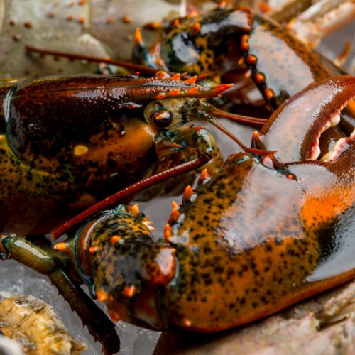 a lobster head and pincer as ingredients for a dish